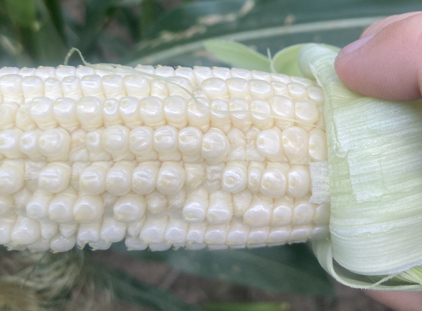25 corn pollination poor.jpg